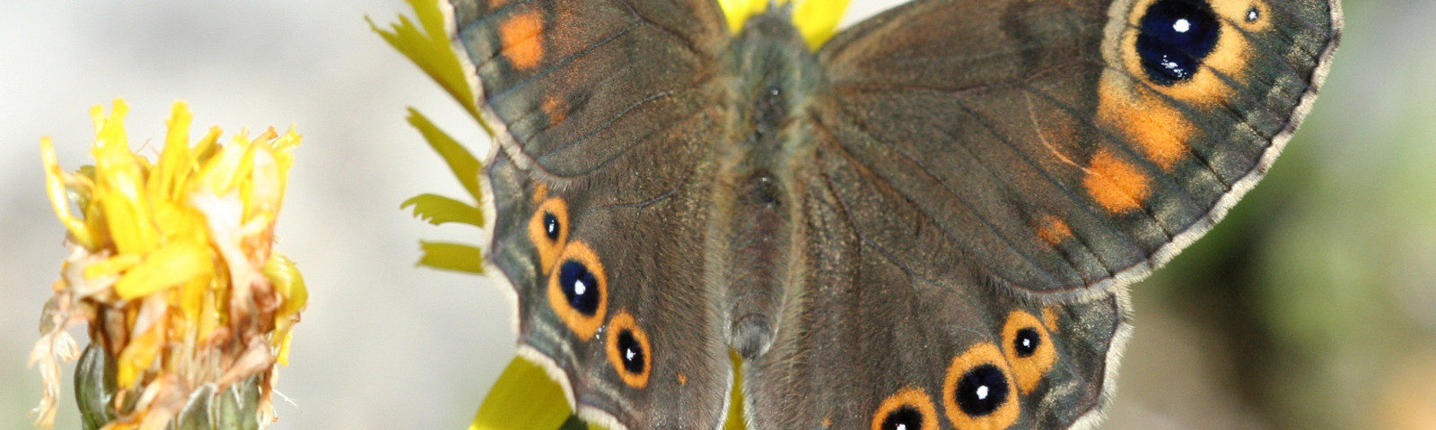 Lasiommata maera